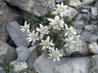Edelweiss Edelweiss