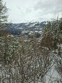 Forêt mixte Forêt mixte